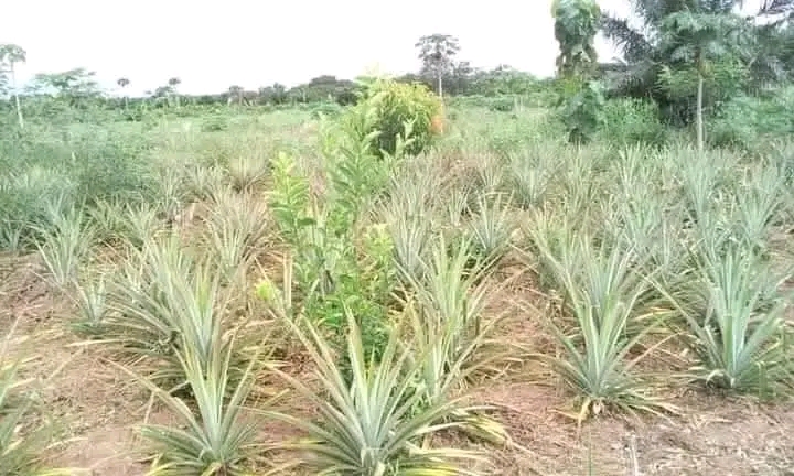 Shamba – Mkuranga